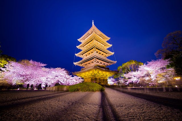 【2024年桜特集】東寺（教王護国寺）～ライトアップで楽しむ京都の桜～