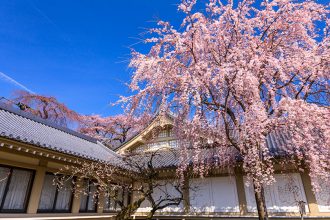 【2023年版】京都で楽しむ桜の名所ランキング