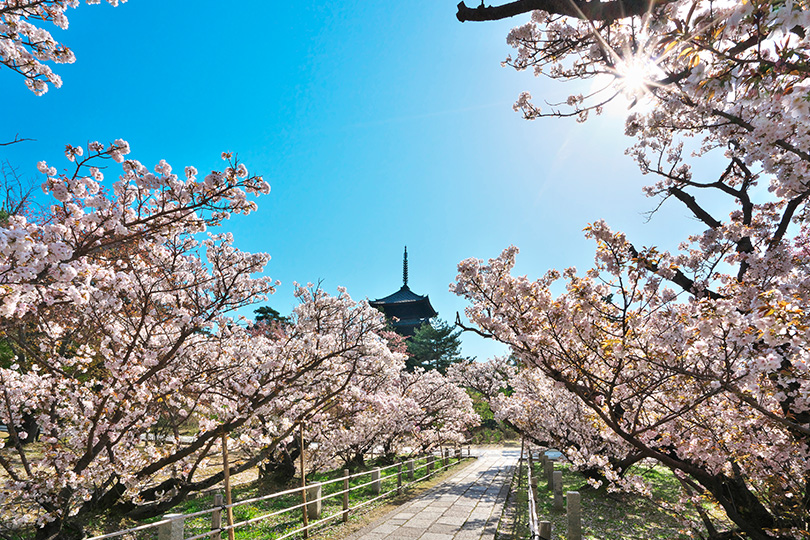 京都観光　桜　仁和寺　