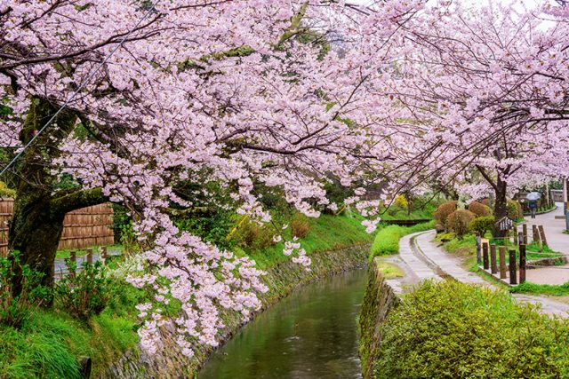 哲学の道 ～春には関桜のトンネルを形成～