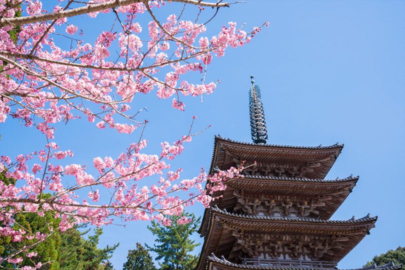 醍醐の花見で知られる醍醐寺