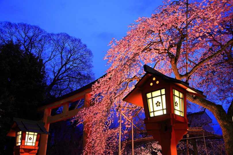 【2022年桜特集】京都の早咲き＆遅咲き桜スポット