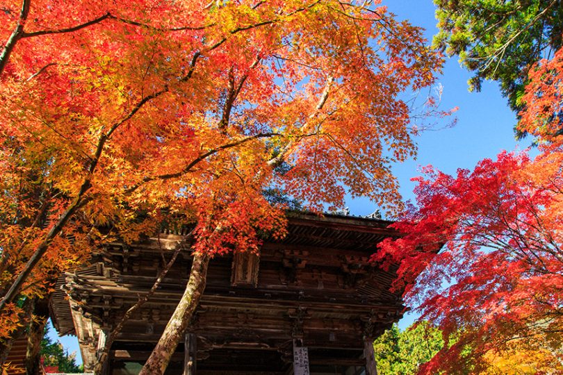 2022年秋！お寺だけじゃない、紅葉を満喫できる京都の絶景スポット