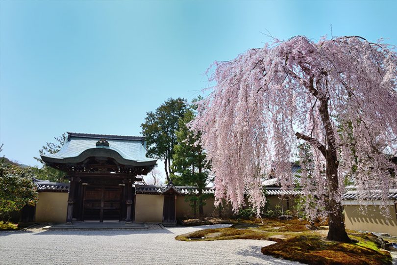 【京都観光2023】桜の名所を巡るモデルコース！梅小路公園～二条城～嵐山
