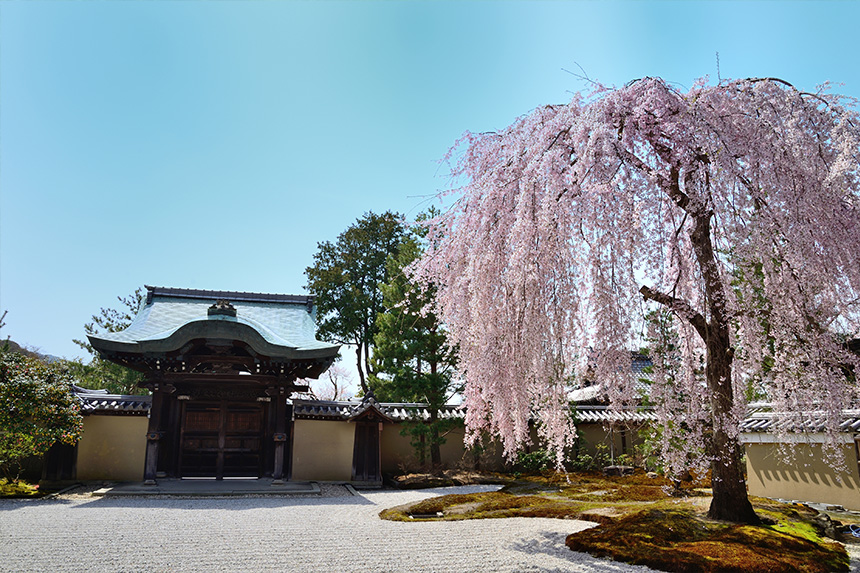 京都観光21 桜の名所を巡るモデルコース 梅小路公園 二条城 嵐山 おすすめ情報 Funjapo 京都観光 グルメ イベントなどのおすすめ情報