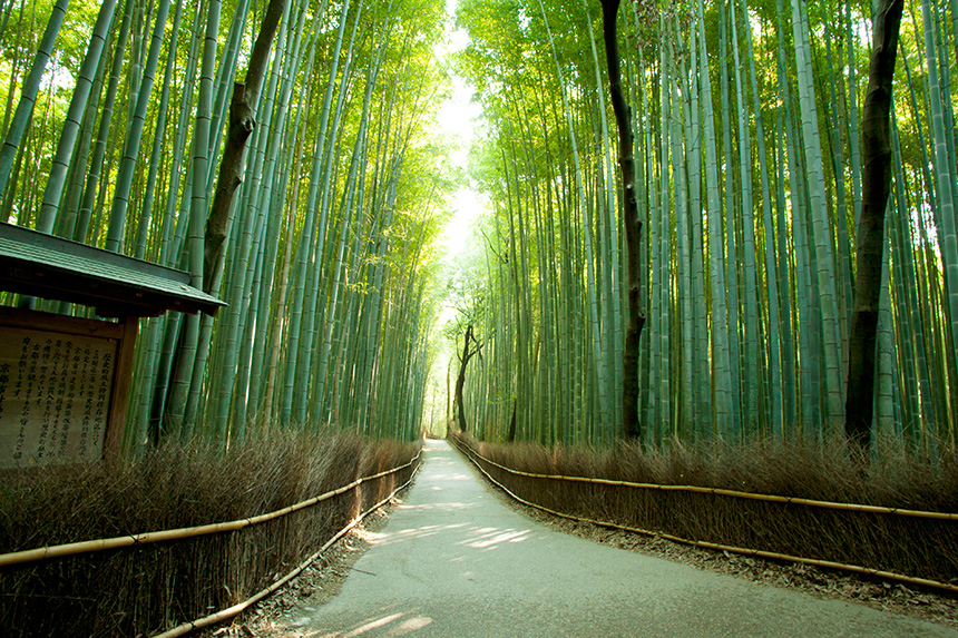 嵯峨野 竹林の道 ～数万本の竹が織りなすトンネル～｜観光｜FunJapo