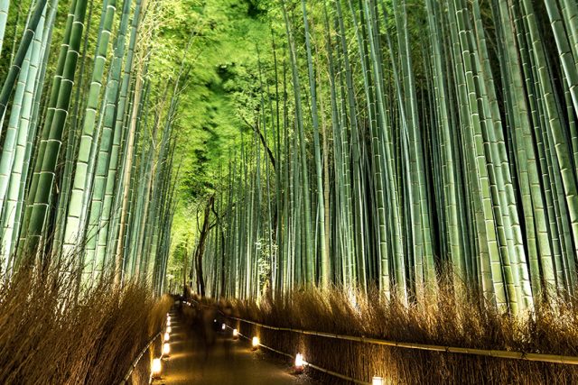 嵯峨野 竹林の道 ～数万本の竹が織りなすトンネル～