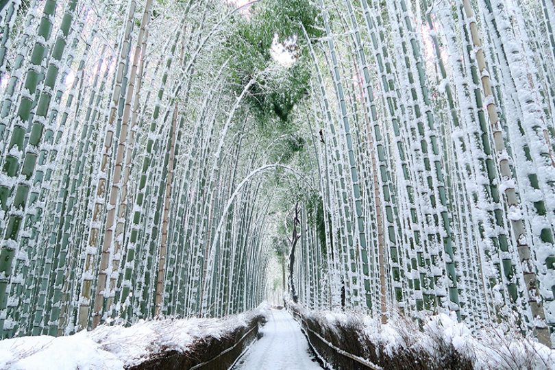 嵯峨野 竹林の道 ～数万本の竹が織りなすトンネル～