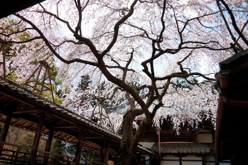 【2024年桜特集】桜の御朱印がいただける京都の神社仏閣