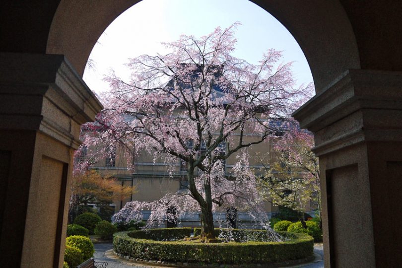 【2022年版】隠れた名所！京都の穴場桜スポット