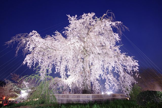 【2021年京都】円山公園の夜桜は中止