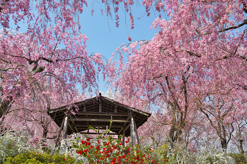 原谷苑　桜
