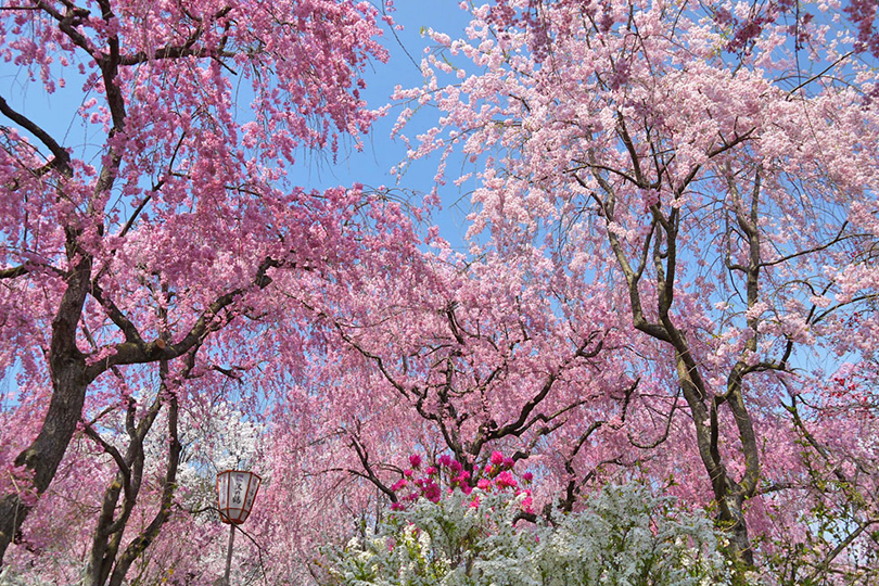 原谷苑　桜