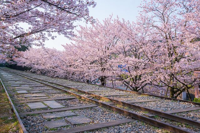 【京都観光2021】桜の名所を巡るモデルコース！六角堂～平安神宮～蹴上インクライン