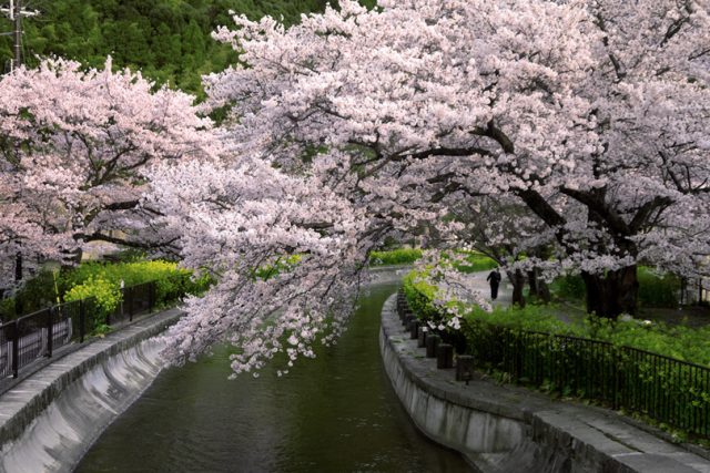 【京都観光2021】人混みを避けて桜を楽しむ穴場スポット