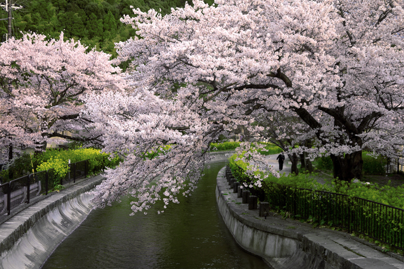 【京都観光2024】人混みを避けて桜を楽しむ穴場スポット
