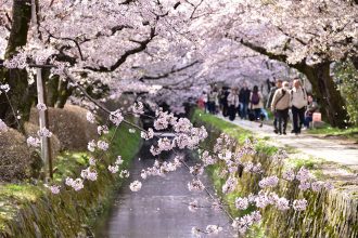 【京都観光2022】桜の名所を巡るモデルコース！岡崎疏水～南禅寺～哲学の道