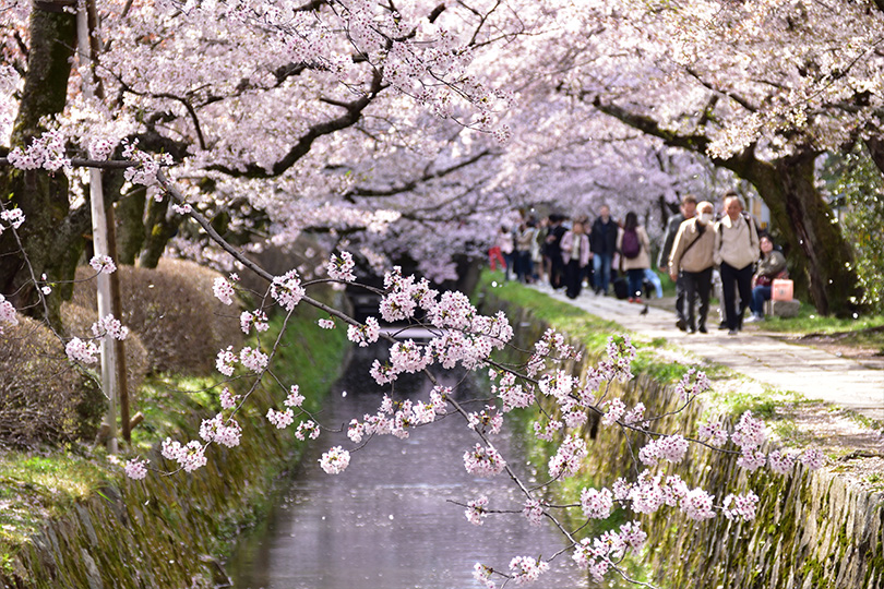 【京都観光2024】桜の名所を巡るモデルコース！岡崎疏水～南禅寺～哲学の道